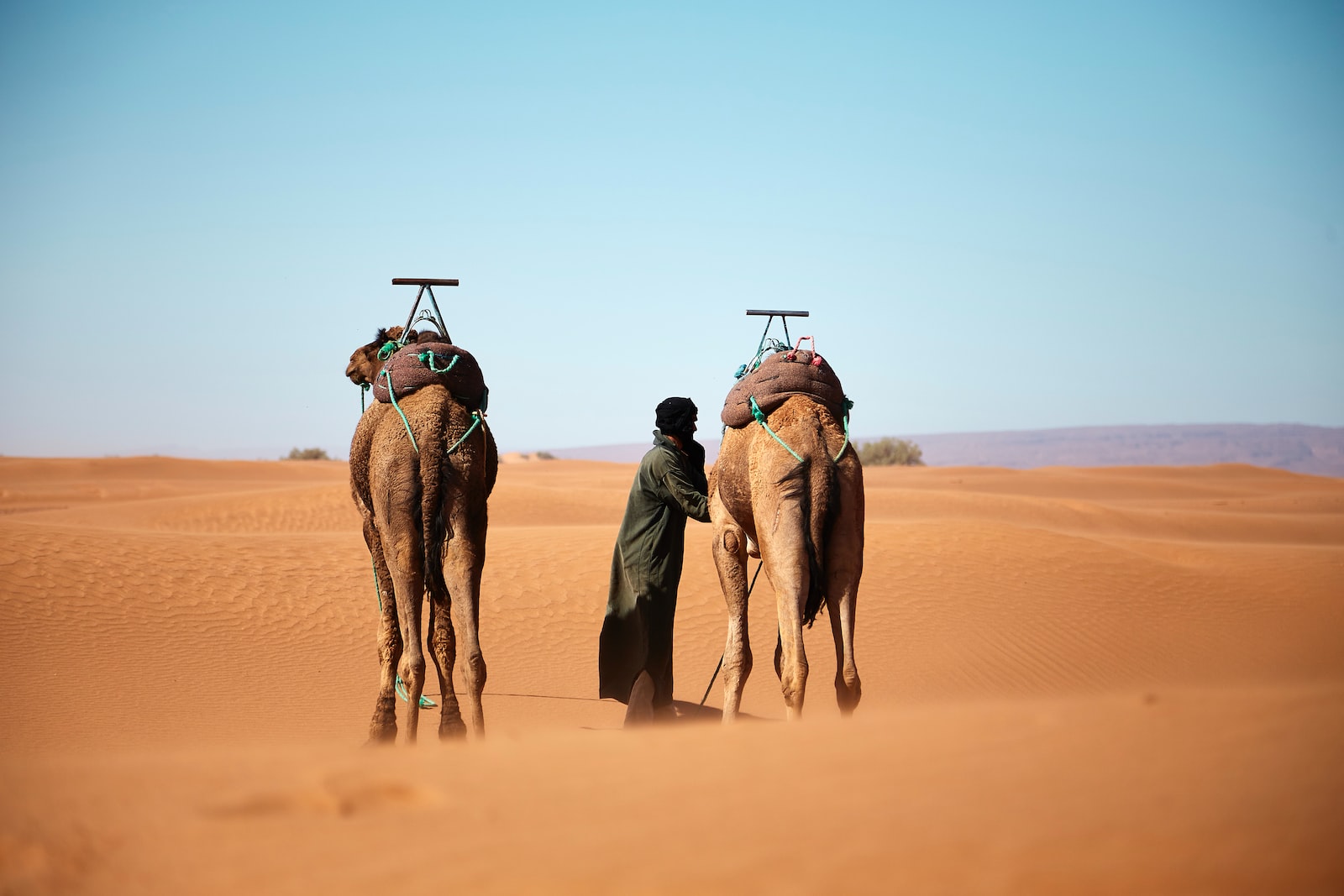 person walking with two camels on desert during daytime