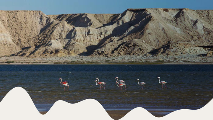 FLAMINGGOS Wildlife-Watching in Morocco