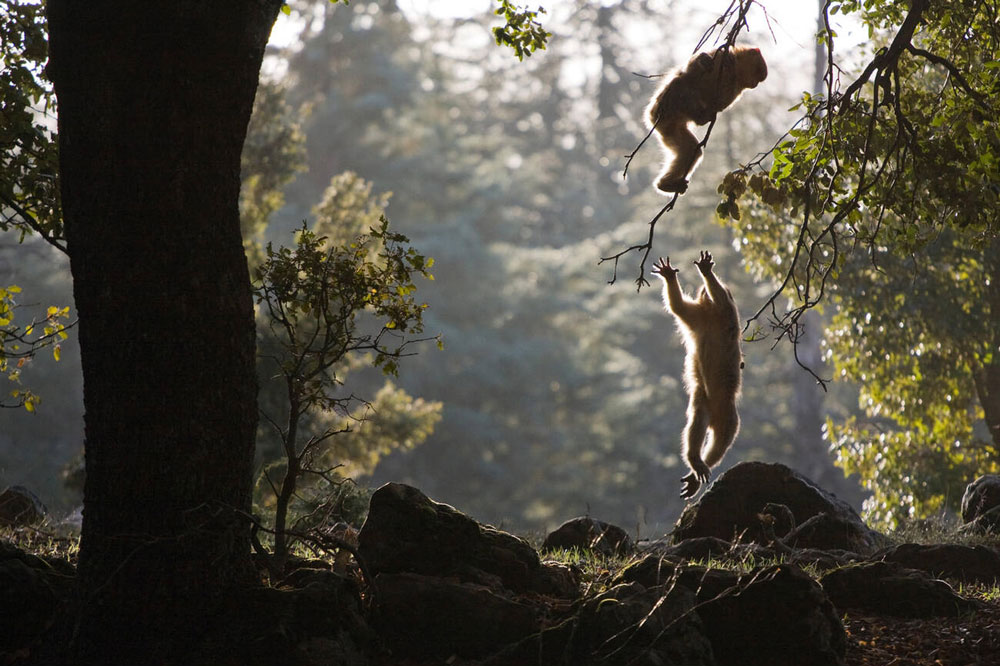 Where to Go Wildlife-Watching in Morocco: Mountains, Deserts, and Coasts