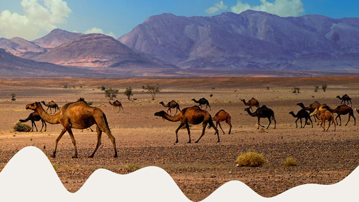 Wildlife-Watching in Morocco Wildlife-Watching in Morocco