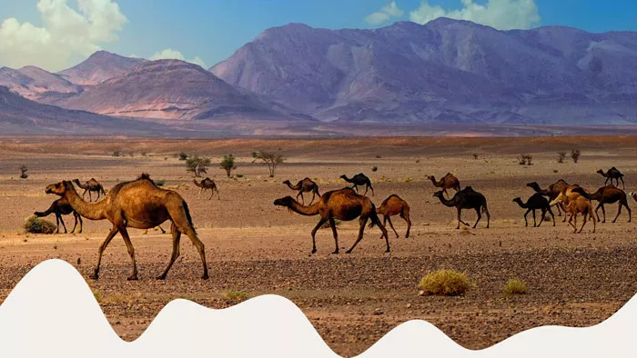 Wildlife-Watching in Morocco