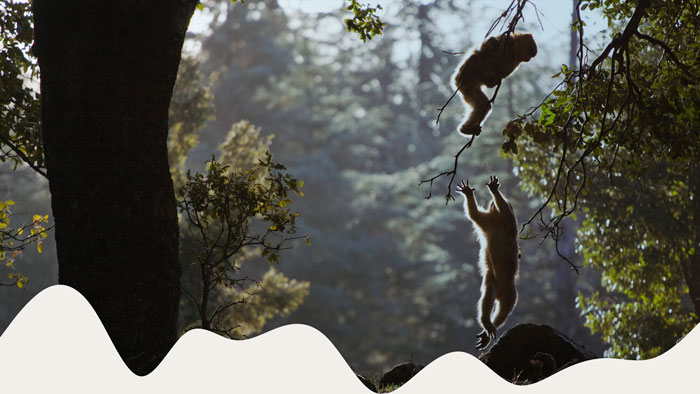high-atlas-wildlife Brief History about Agadir