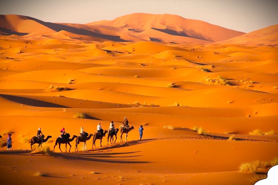 sunset-camel-tour-merzouga-zagora-desert Sunset Camel Tour Merzouga and Zagora desert with camels walking over the golden dunes at sunset